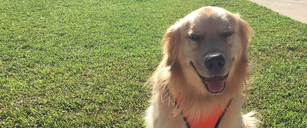 Fighting And Winning Against Lymphoma For A Golden Retriever Morris Animal Foundation