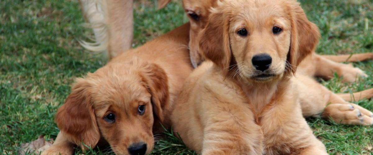Goldens