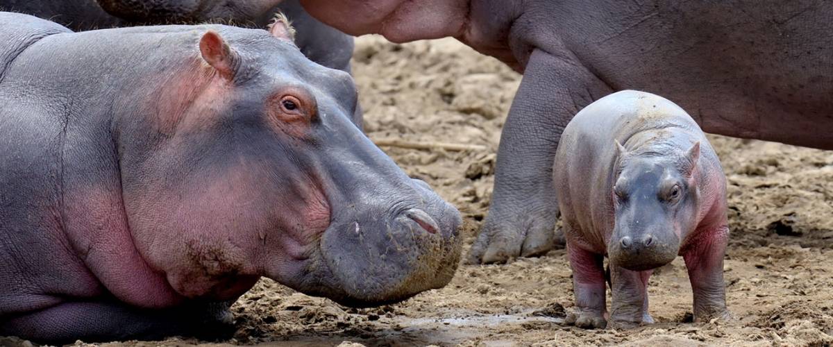 Hippos