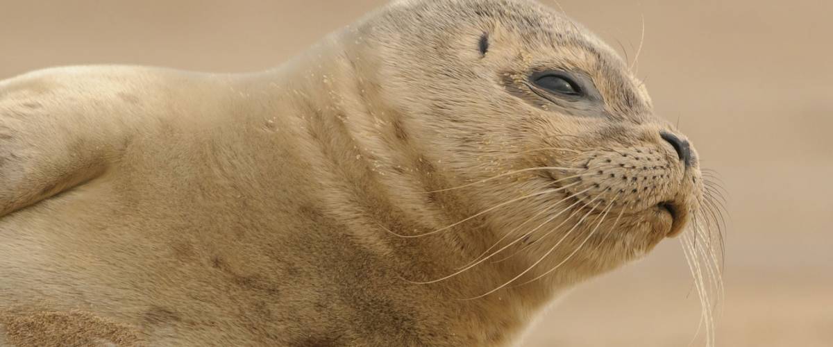 Hookworms Employ Live Fast/Die Young Strategy in Fur Seal Pup Hosts, Report  Morris Animal Foundation-funded Researchers