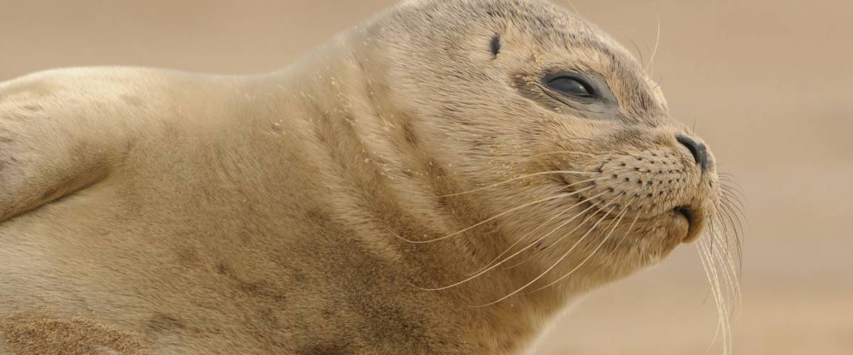 Fur Seal Pup