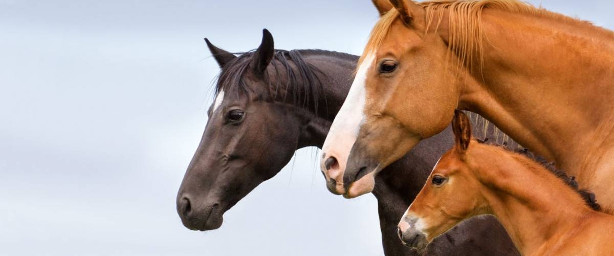Horses