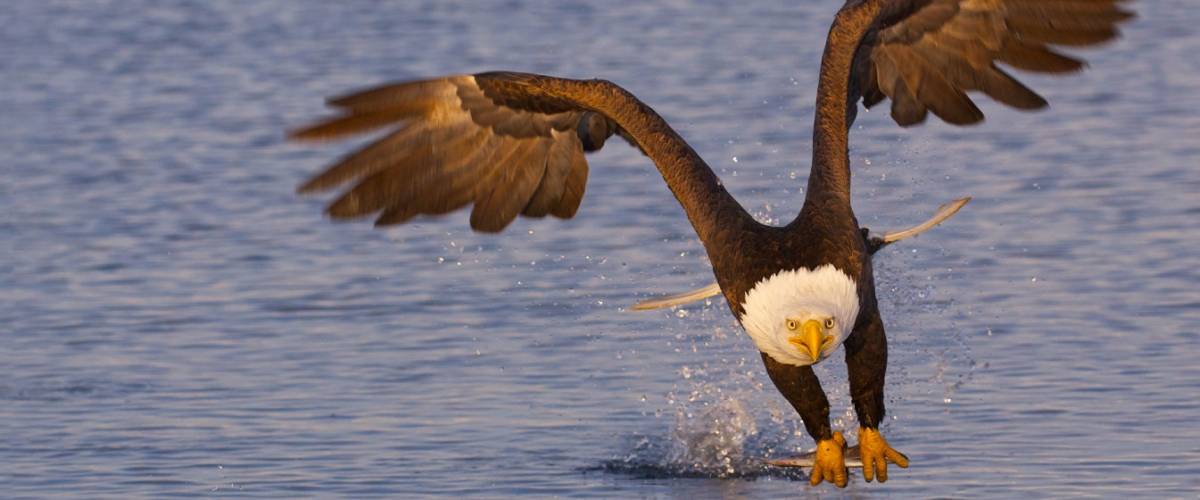Bald Eagle