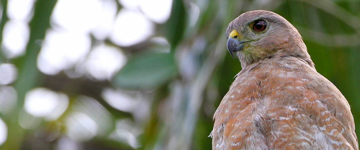 Hawk