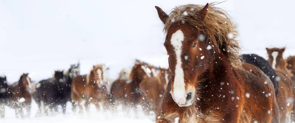 Horses