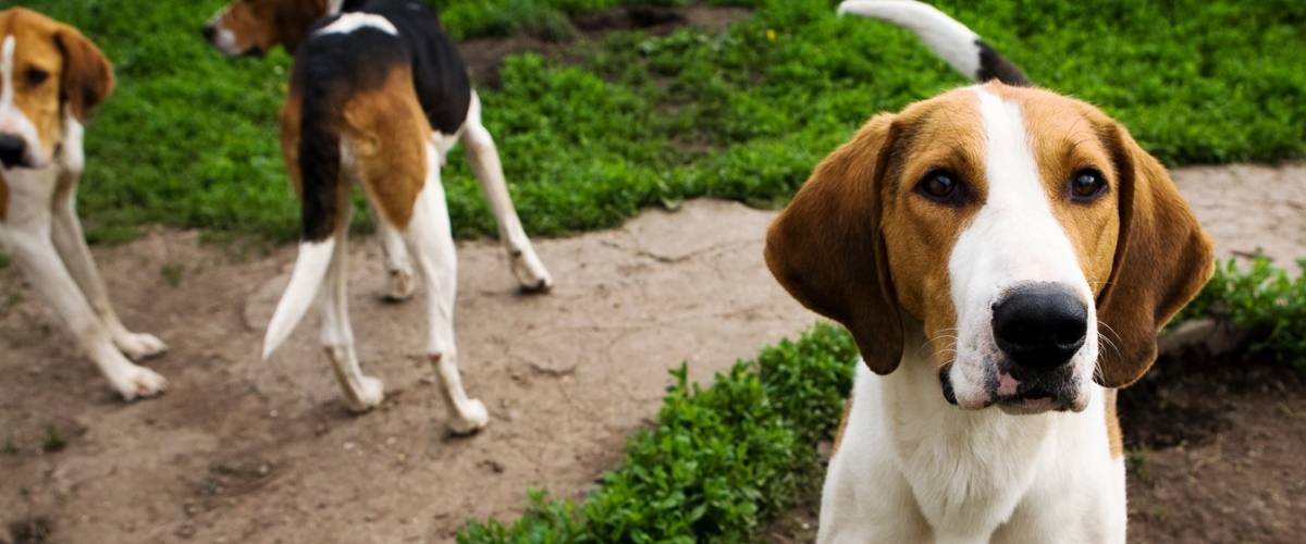 Treatment for Canine Leishmaniasis Exists in Brazilian Vaccine, Report  Morris Animal Foundation-funded Researchers | Morris Animal Foundation