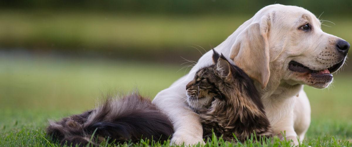 Dog & Cat