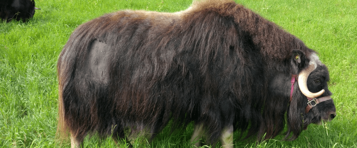 Musk Ox