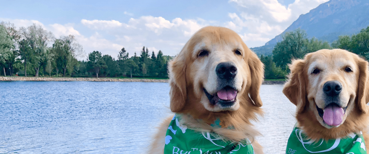 Golden Retrievers