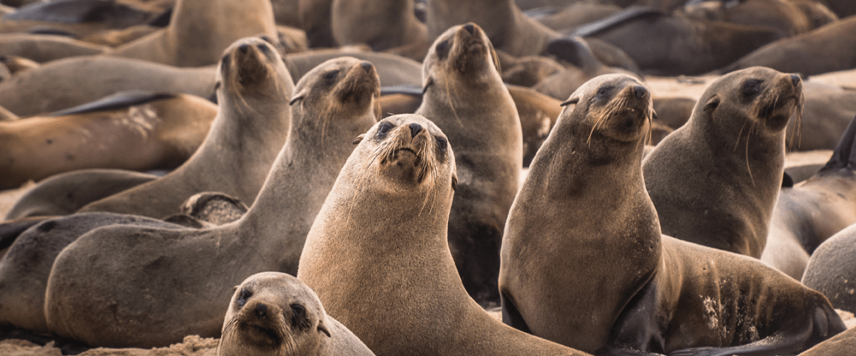 Guafo Island's Fur Seals Help Researchers Understand Ocean Life