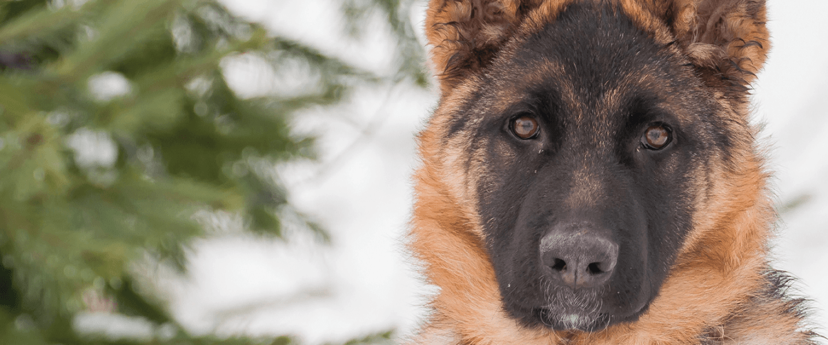 American German Shepherd Dog Charitable Foundation – Partners in Research  and Education | Morris Animal Foundation