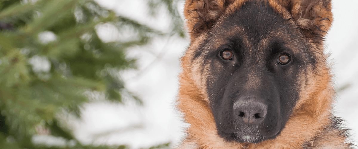 American German Shepherd Dog Charitable Foundation – Partners in Research and Education | Morris Animal Foundation American German Shepherd Dog Charitable Foundation – Partners in Research and Education | Morris Animal Foundation