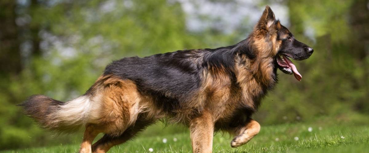German Shepard