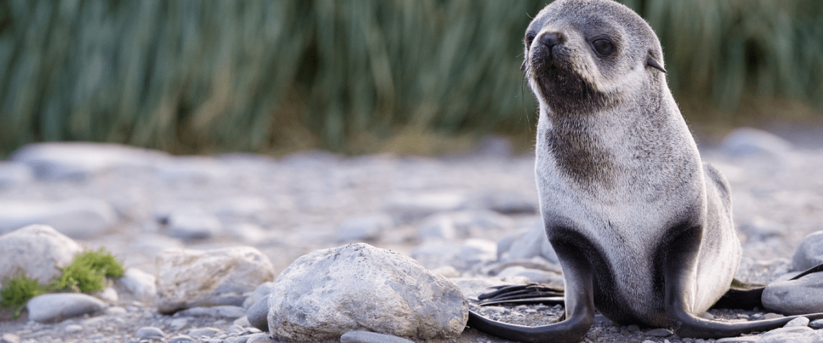 Fur Seal Pup