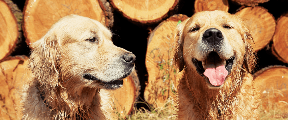 Golden Retrievers