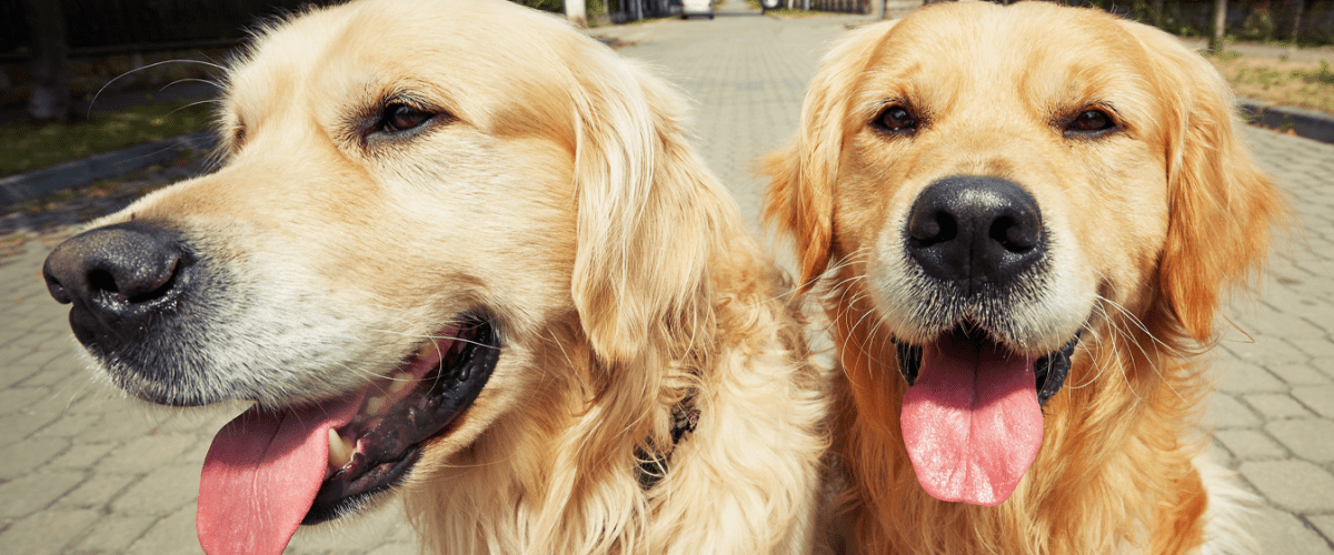 Golden Retrievers