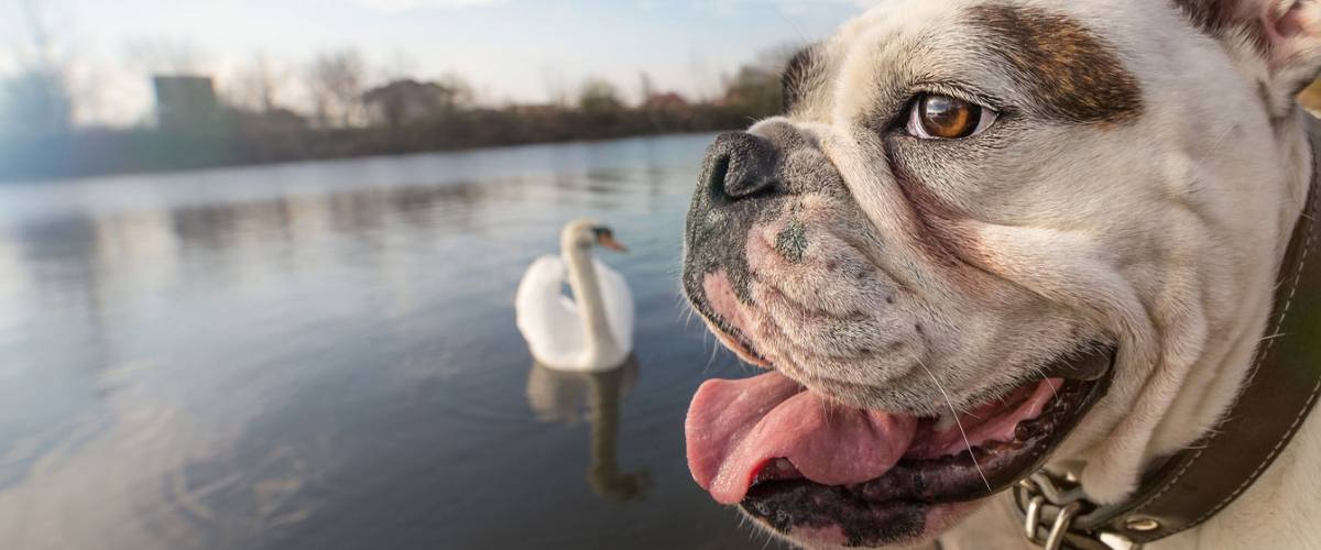 English Bull Dog