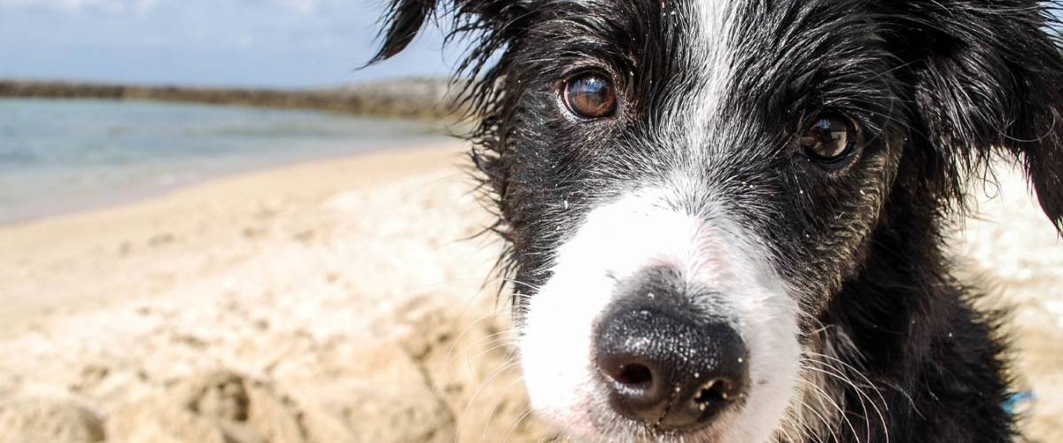 Hope Despite a Cancer Diagnosis | Morris Animal Foundation Hope Despite a Cancer Diagnosis | Morris Animal Foundation
