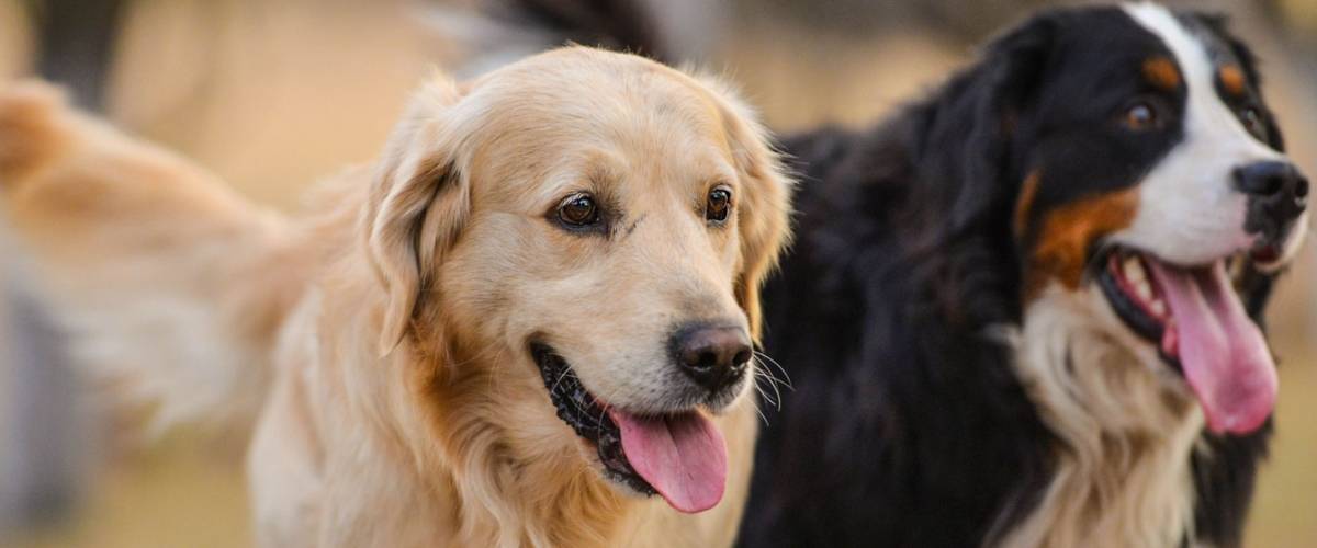 Dogs
