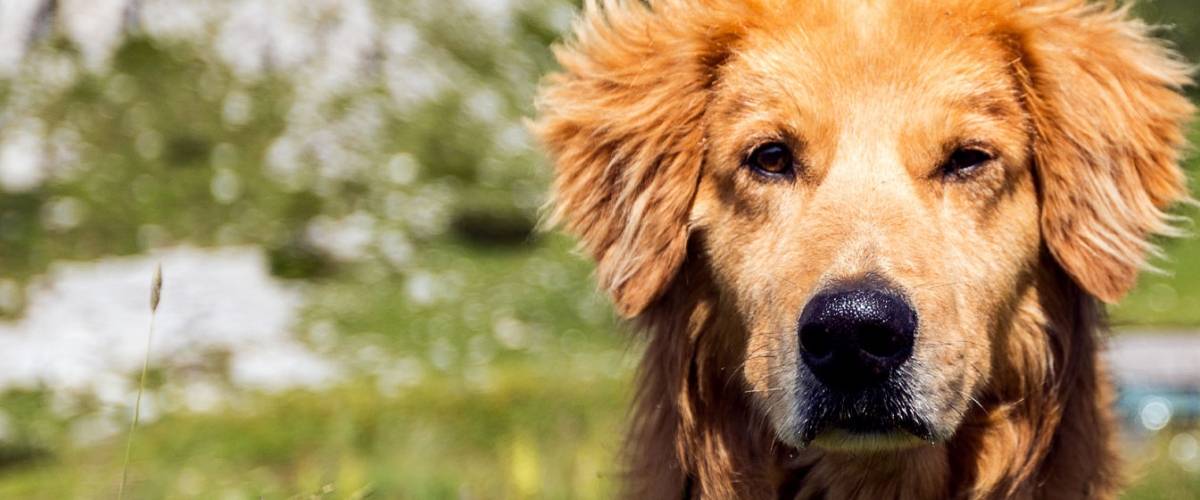 Golden Retriever