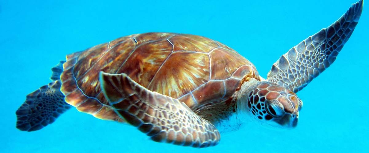 Turtle