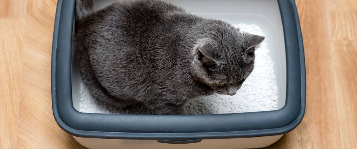 What Is That In The Litterbox Dealing With Diarrhea In Cats