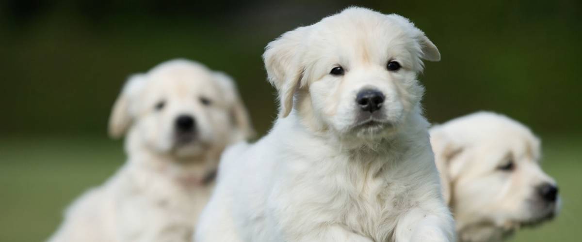 Golden Retrievers