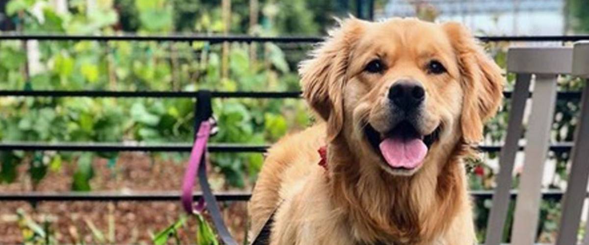 golden retriever