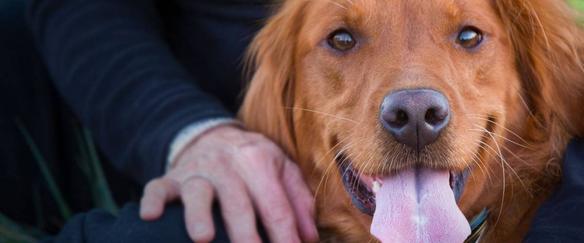 Martha, golden retriever