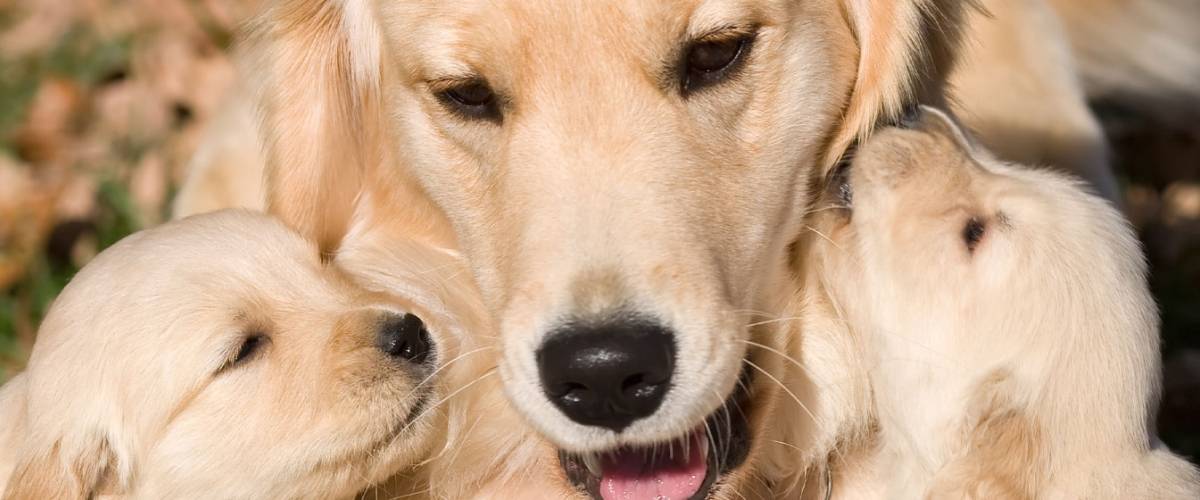 Golden Retrievers