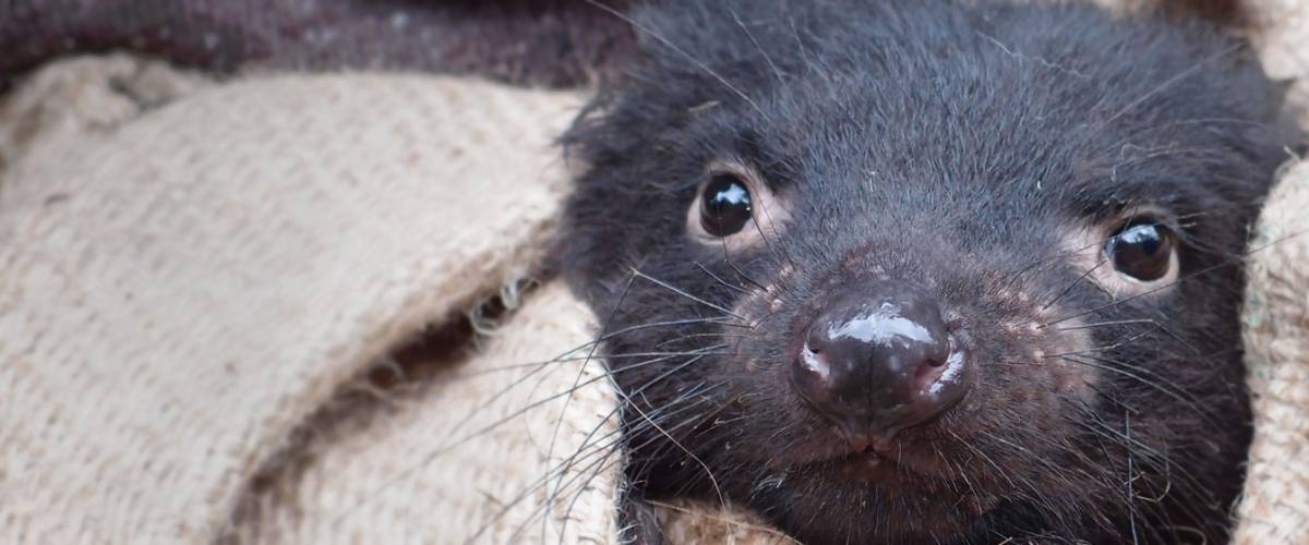 Do Newly Discovered Mating Habits of Female Tasmanian Devils Help or Hurt the Species? | Morris Animal Foundation Do Newly Discovered Mating Habits of Female Tasmanian Devils Help or Hurt the Species? | Morris Animal Foundation