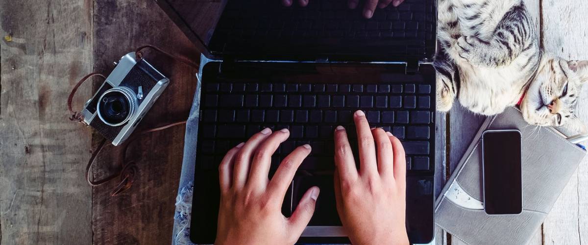 Person on Computer with Cat