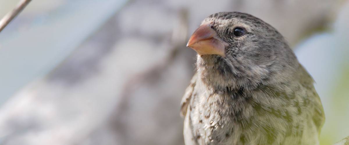 Finch