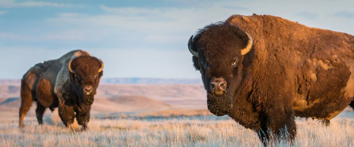 Buffalo