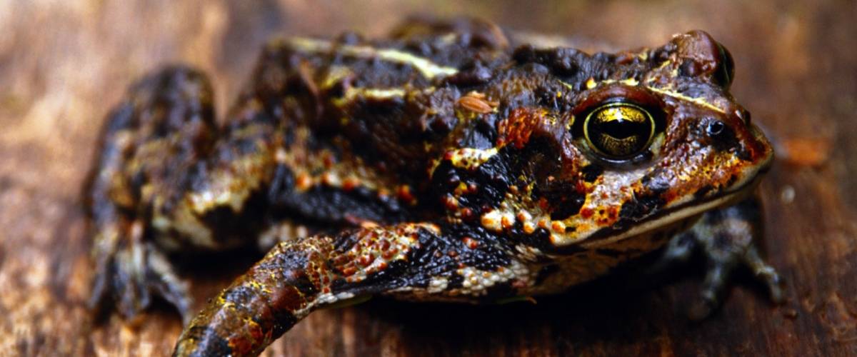 Morris Animal Foundation Awards More Than $1 Million in Grants to Support Wildlife Research Morris Animal Foundation Awards More Than $1 Million in Grants to Support Wildlife Research