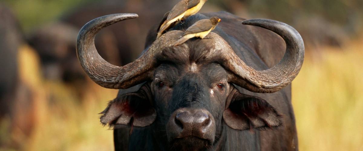 Wild African Buffalo Provide Insights into the Genetics of TB Resistance | Foundation