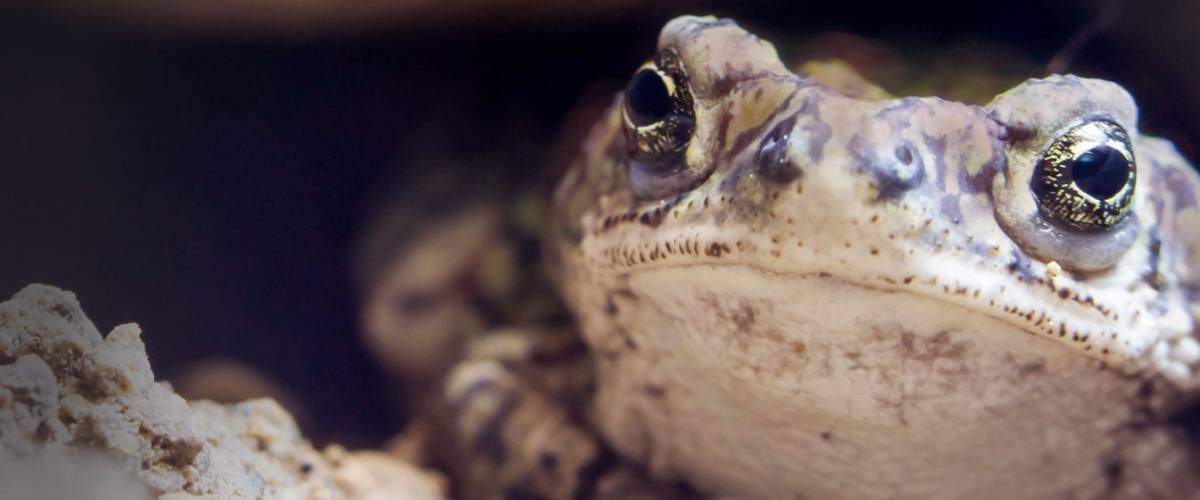 Boreal Toad