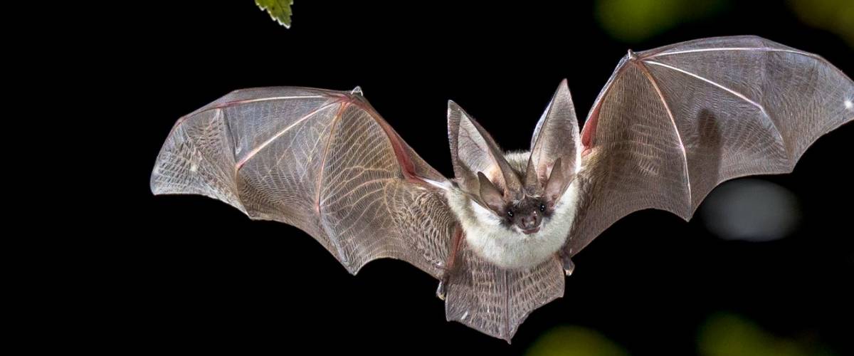 Are You Ready to go Batty for Bats? Morris Animal Foundation
