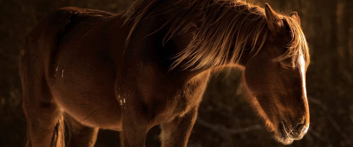 Colic – An Emergency for Horse Owners | Morris Animal Foundation Colic – An Emergency for Horse Owners | Morris Animal Foundation