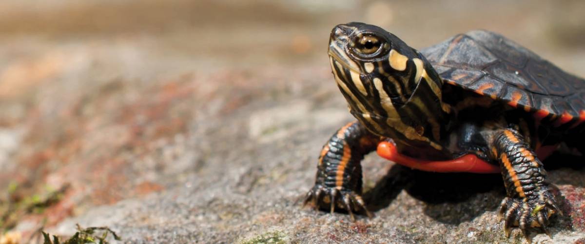 Turtle