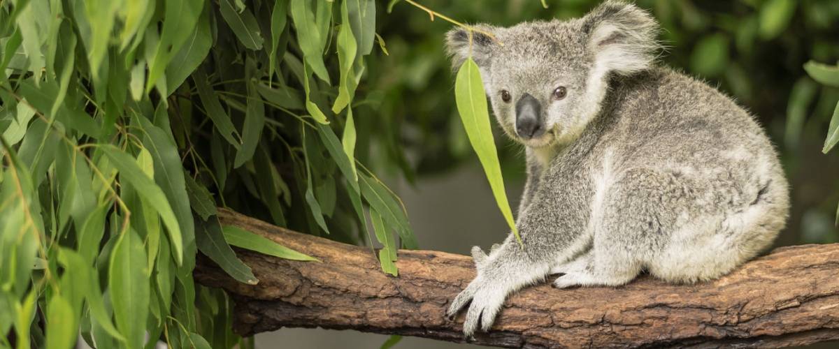 Koala