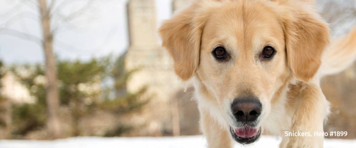 Golden Retriever