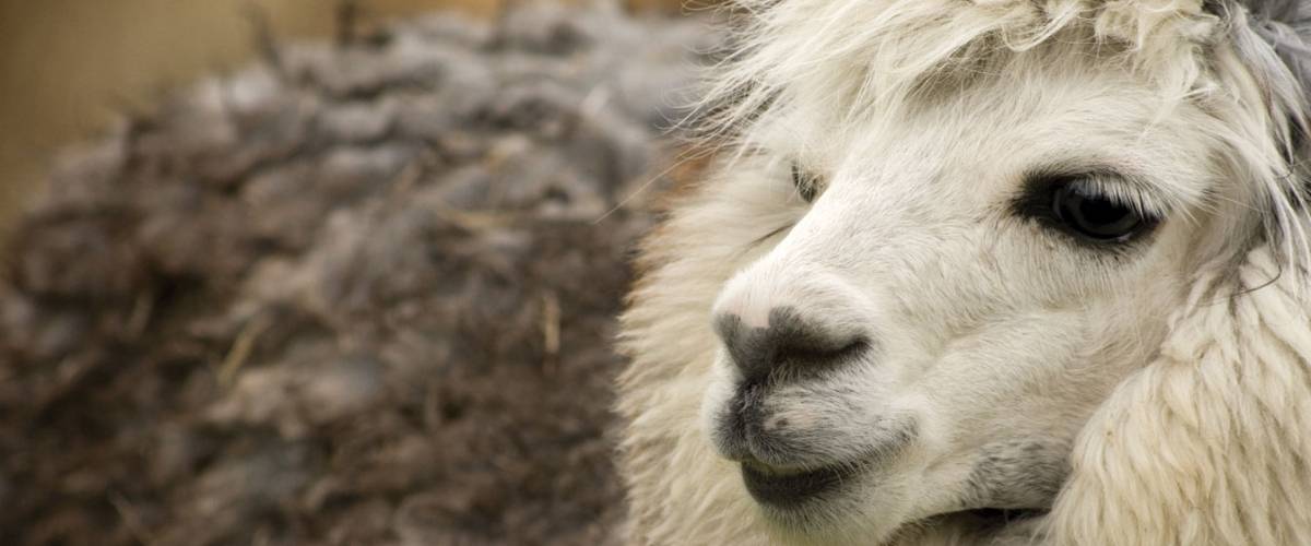 50 Shades of Alpaca Gray | Morris Animal Foundation