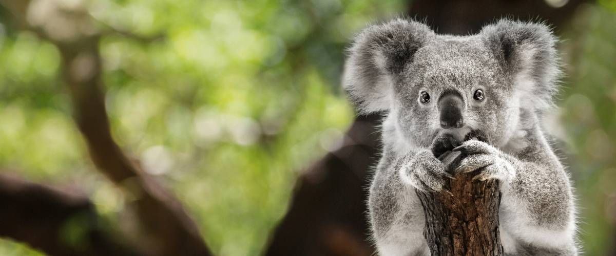 Koala