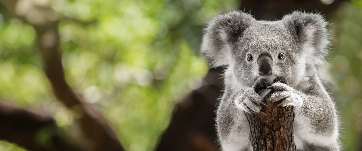 Koala