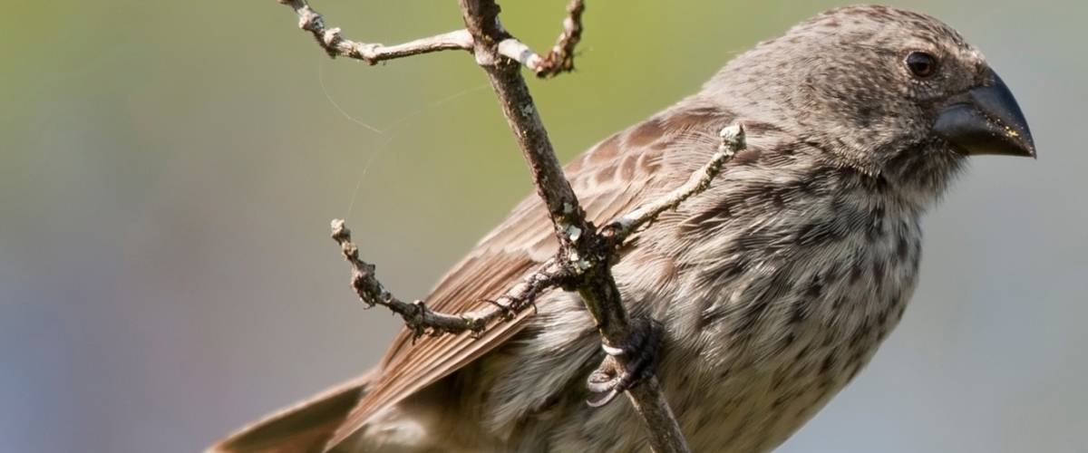 Fighting Extinction of Darwin's Finches on Galapagos Island | Morris Animal Foundation Fighting Extinction of Darwin's Finches on Galapagos Island | Morris Animal Foundation