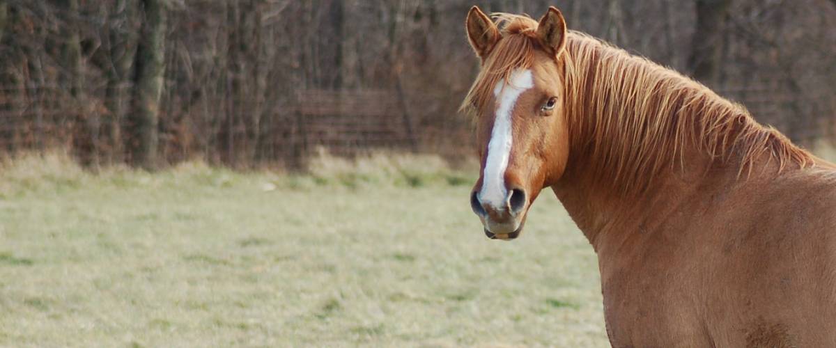 Episode 16 What We Know And Don T Know About Equine Metabolic Syndrome Morris Animal Foundation