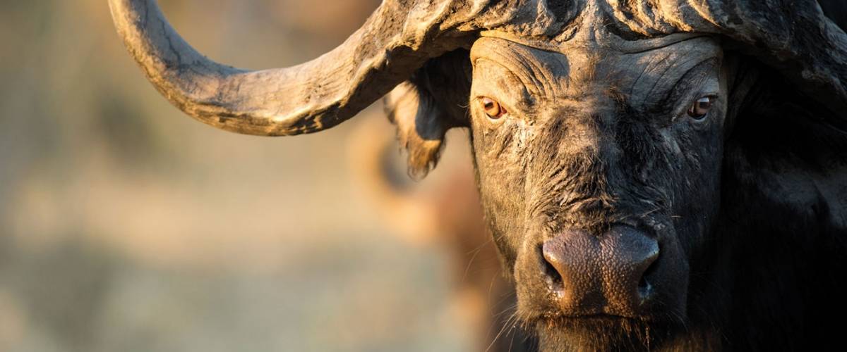 African Buffalo