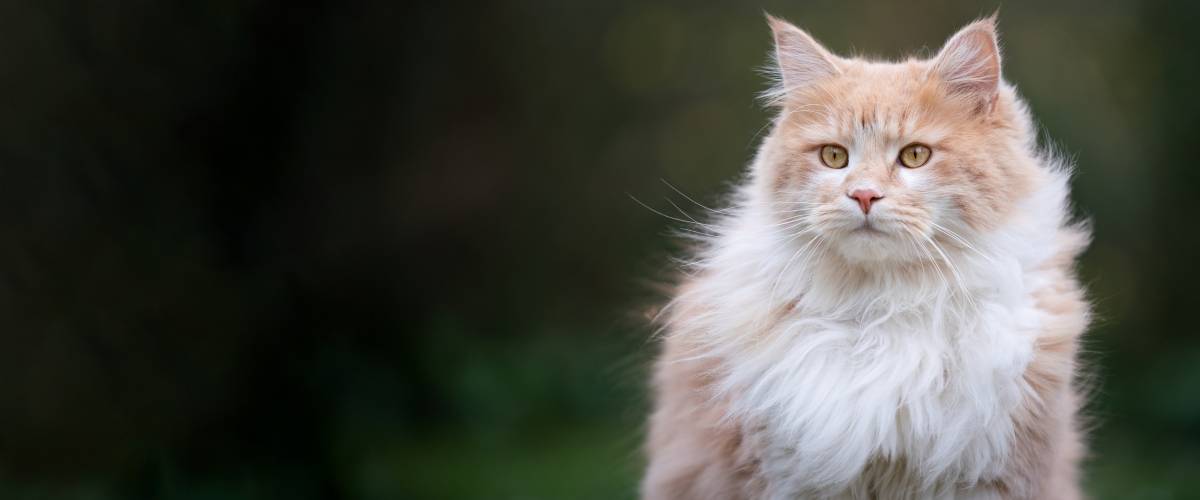 Long-Haired Cat