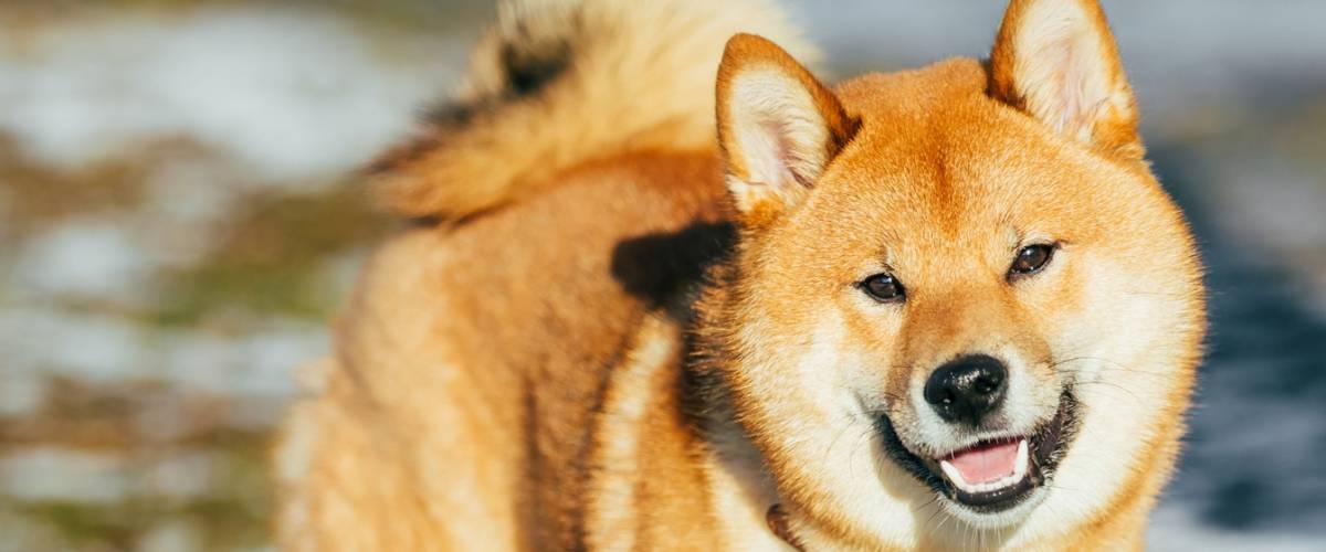 did dogs really come from wolves